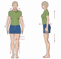 Image result for Anatomical Position Blank Diagram