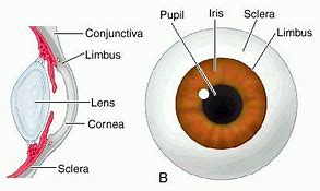 Image result for Limbus Cornea