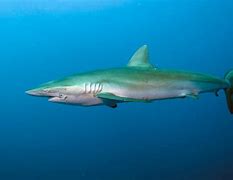 Image result for Dusky Shark Pups