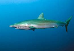 Image result for Dusky Shark