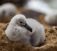 Image result for Fluffy Baby Albatross