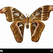 Image result for Moth with Feathery Antennae