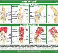 Image result for Knee Bones and Joints