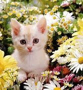 Image result for Cool Kitten Wallpaper