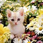 Image result for Cool Kitten Wallpaper