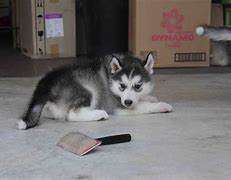 Image result for Grey Husky Puppies