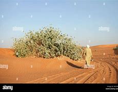 Image result for UAE Desert Plants