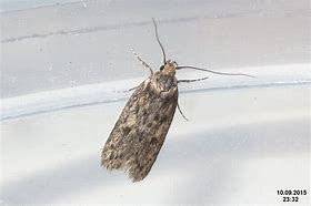 Image result for Brown House Moth Infestation