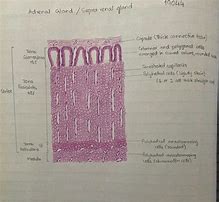 Image result for Adrenal Cortex Histology