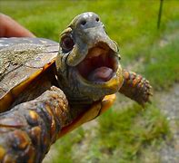 Image result for Turtle Man Meme