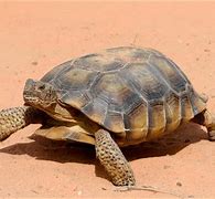 Image result for Arizona Desert Tortoise