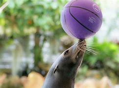 Image result for Sea Lion Ball