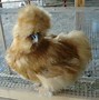 Image result for Cute Silkie Chickens