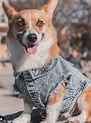 Image result for Corgi in Clothes