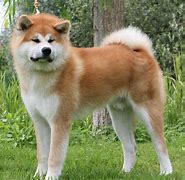 Image result for Akita Pics