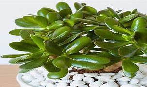 Image result for Money Plant Succulent