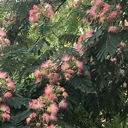 Image result for Tree with Fuzzy Pink Blooms