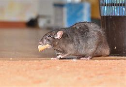 Image result for Rat Extermiator