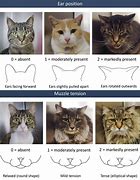 Image result for Cat Pain Grimace