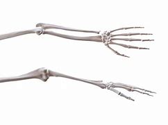 Image result for Skeleton Hand and Arm