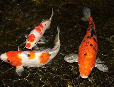 Image result for Biological Illustration of a Koi Carp