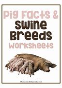 Image result for Swine Breeds Poster