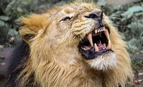 Image result for lion roar meaning