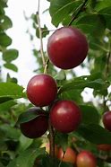 Image result for Green Sugar Plum