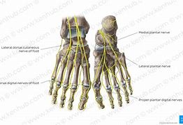 Image result for foot nerves anatomy