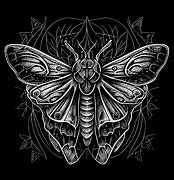 Image result for Death S Head Moth Superstitions