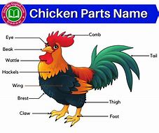 Image result for Chicken Feet Parts