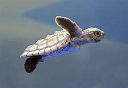 Image result for Sea Turtle Babies