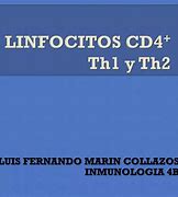 Image result for Linfocitos T2