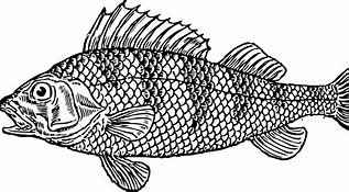 Image result for Blue and White Fish with Wiskers