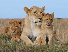 Image result for Mother and Father Lion Protecting Cub