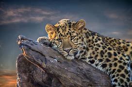 Image result for Leopard Back Bady