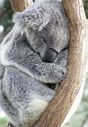 Image result for Koala Sleep