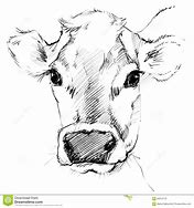 Image result for Baby Cow Face