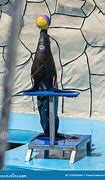 Image result for Sea Lion Balancing Ball