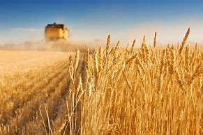 Image result for Wheat Harvest