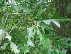 Image result for NC Tree Leaves