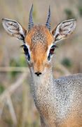 Image result for Kirts Dik Dik