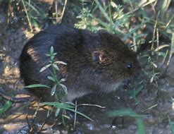 Image result for Meadow Vole and Woodland Volvo