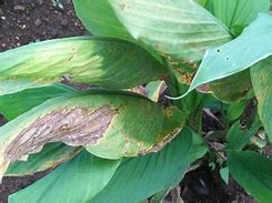 Image result for Leaf Spot in Turmeric Plant