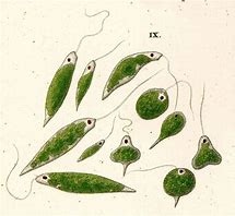 Image result for Euglena Nucleus