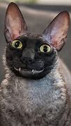 Image result for Smiling Cat On the Moon