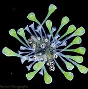 Image result for Stentor Protozoa