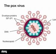 Image result for Pox Virus Structure