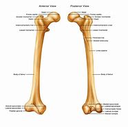 Image result for Femur Parts