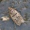 Image result for Florida Brown Moth